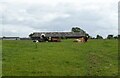 Cattle and barn, Lower Woodcote Farm