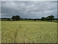 Cereal crop off Mytton Oak Road