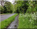 Path along Habberley Road