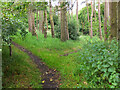 Paths in Little Mitchellwood, Biggar