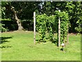 Hop trellis in the Palace Garden