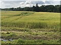 Spring barley, Williamrig