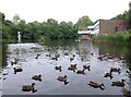 Ducks on the pond