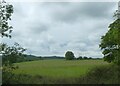 Lone tree in grassland, Lower Barrihurst Farm