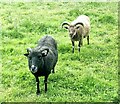 Two long-horned sheep