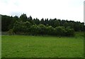 Grazing towards woodland, Pont Aber-Bidno