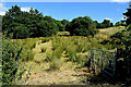 An open field, Drumlea