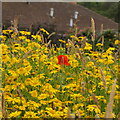 Flowers, Inverbervie