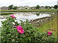 Newburgh - Foveran Burn