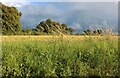 Field by Norwich Road, Bracon Ash