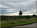 No Oil Tanks now - view across Invergordon