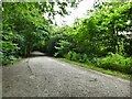 Path in the woods off Parkside