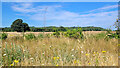 Open fields east of Highnam Green