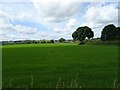 Field, Hedgefields Farm