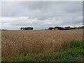 Wheat field near to Paston Green