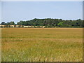 Barley near Clarencefield