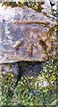 Benchmark on stone in wall on south side of road to Sandford near its east end