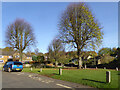 Trees on village green, Hornton