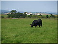 Aberdeen Angus bull