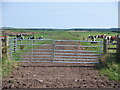 Cow path, Mouswald Grange