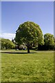 Symmetrically shaped tree, Compton Park, Eastbourne, East Sussex