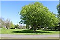 Tree growing into the light and sunshine, Compton Park, Eastbourne