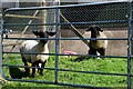 Sheep in an enclosure, Knocknahorn