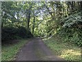 The road through Marledge woods