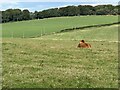 Cows in the meadow