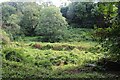 Woodland on left bank of Hubberston Pill