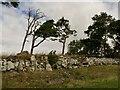 Dyke, Thirlstane Hill