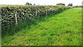 Field and roadside hedge west of Rosewain