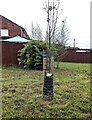 Sapling on grass, Pilton Vale, Newport