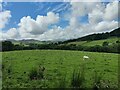 Sheep near Ty-nant