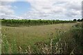 Vineyard Near Brett