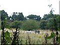 Fields off Yew Tree Lane