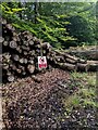 Stack of logs in Beddick Wood, Monmouthshire