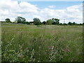 Grassland at Hartpury