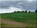 Wheat field near Deerhurst