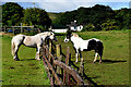 Communicating across the fence, Ballyhacket Lisawilling