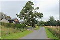 Ancient pine at the edge of Cromdale