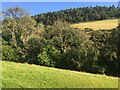 Field and trees near Llanafan