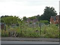 Nursery Walk allotments