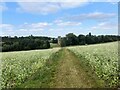 Path Approaching Thurgarton Priory