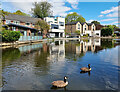 Ashton Canal