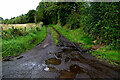 Muddy lane, Ballygowan