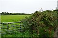 Gate south of Castallack