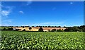 Beet Field at Upper Grove