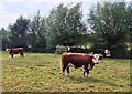 Cows near Wells Brook