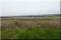 Fields opposite the entrance to Trendrennen Farm